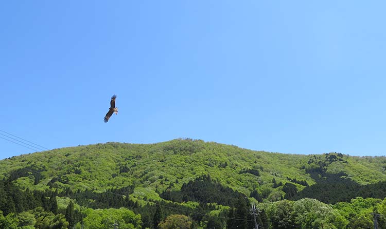美女山の主 蒼天を舞う